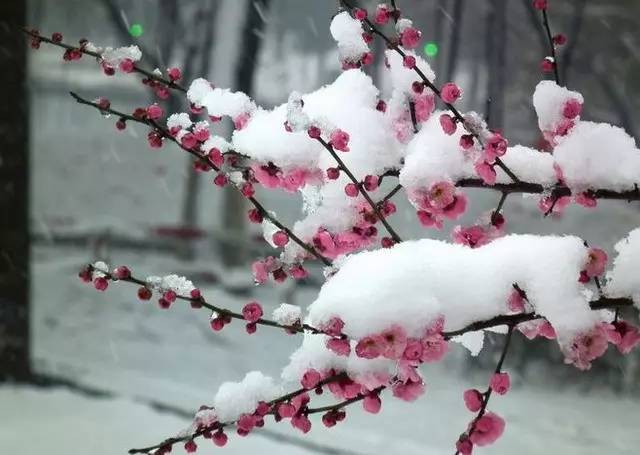 日暮诗成天又雪,   庾信《梅花》   腊月半, 已觉梅花阑.