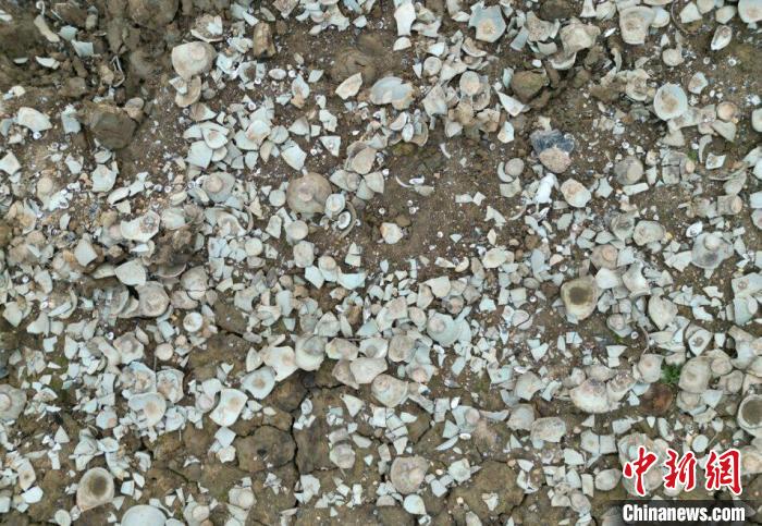 江西都昌黃金山船貨遺址整理出土青白瓷標本超2萬件