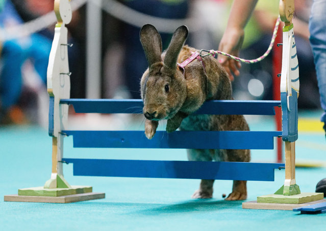 兔子越野障碍赛 直道弯道跳高跳远(15)