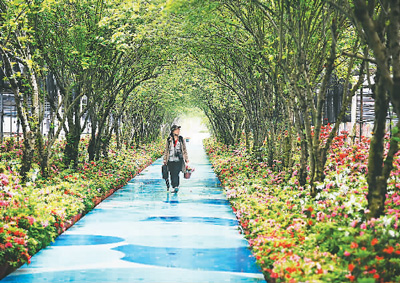 杜鹃花开幸福来(图1)