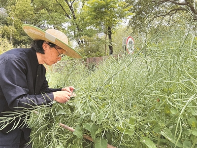在泥蜂舍 编虫子书