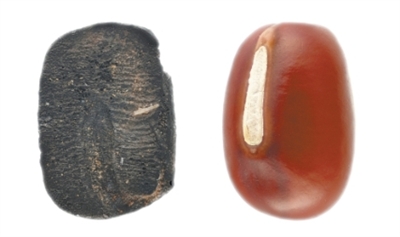 九千年前的炭化小豆(考古中国)