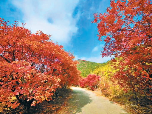 北京红叶跌宕起伏的一周