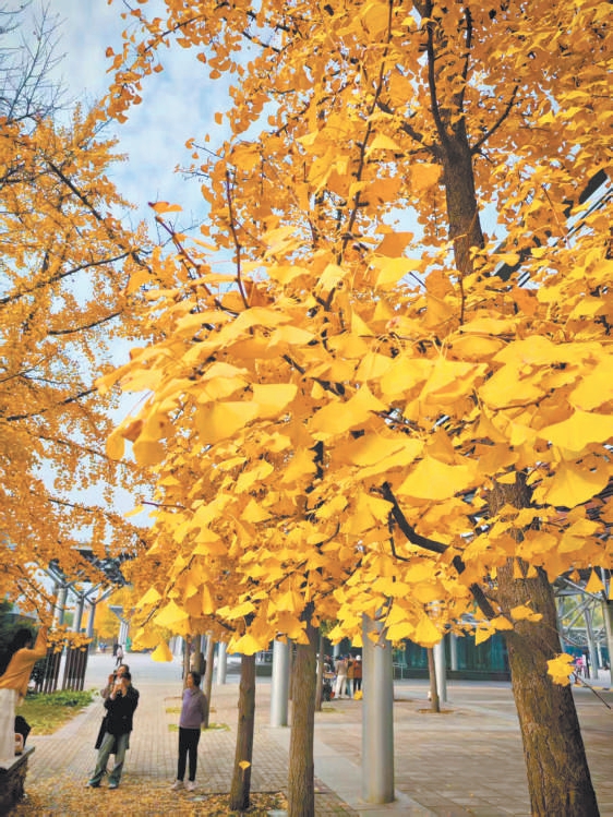 北京红叶跌宕起伏的一周