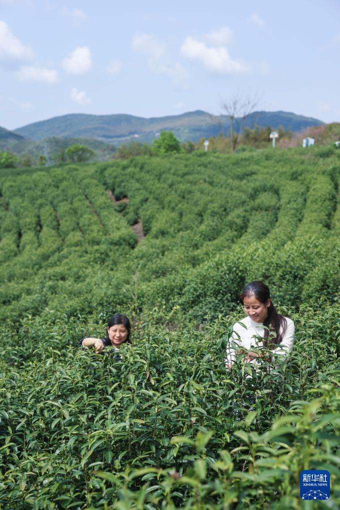 “春风十里”风筝节助力乡村春季特色文旅